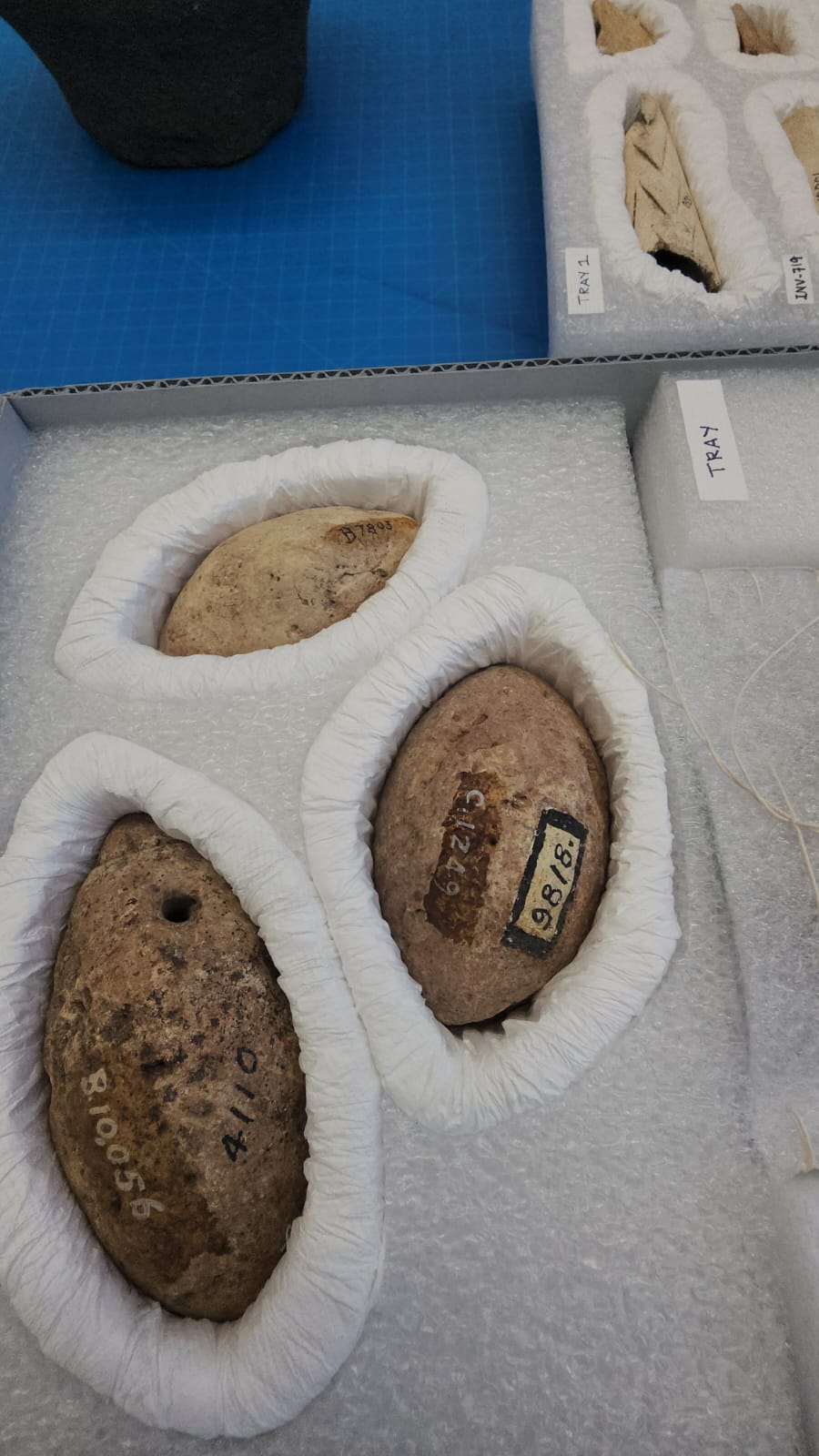 Slingstones in the Hornbostel Collection. One has a hole drilled into it, indicating it was possibly repurposed as a sinker for a net or other fishing implement.