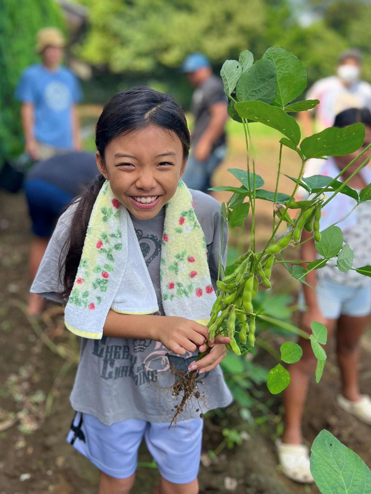 Saipan Awaodori Team’s Ai Nonogaku harvests edamame beans from a farm in Noda City, which is located in the northwestern corner of Chiba Prefecture, Japan.
