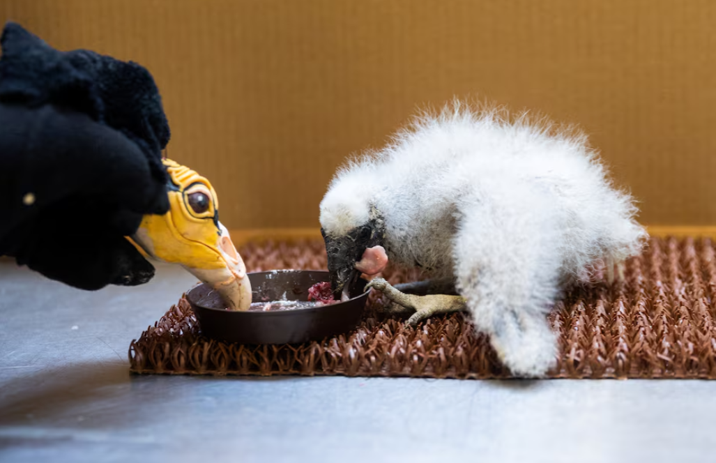 Prague Zoo curator of birds Antonin Vaidl feeds a lesser yellow-headed vulture, which hatched three weeks ago, by using a puppet that imitates a parent bird, at the zoo, in Prague, Czech Republic, Aug. 8, 2025.REUTERS