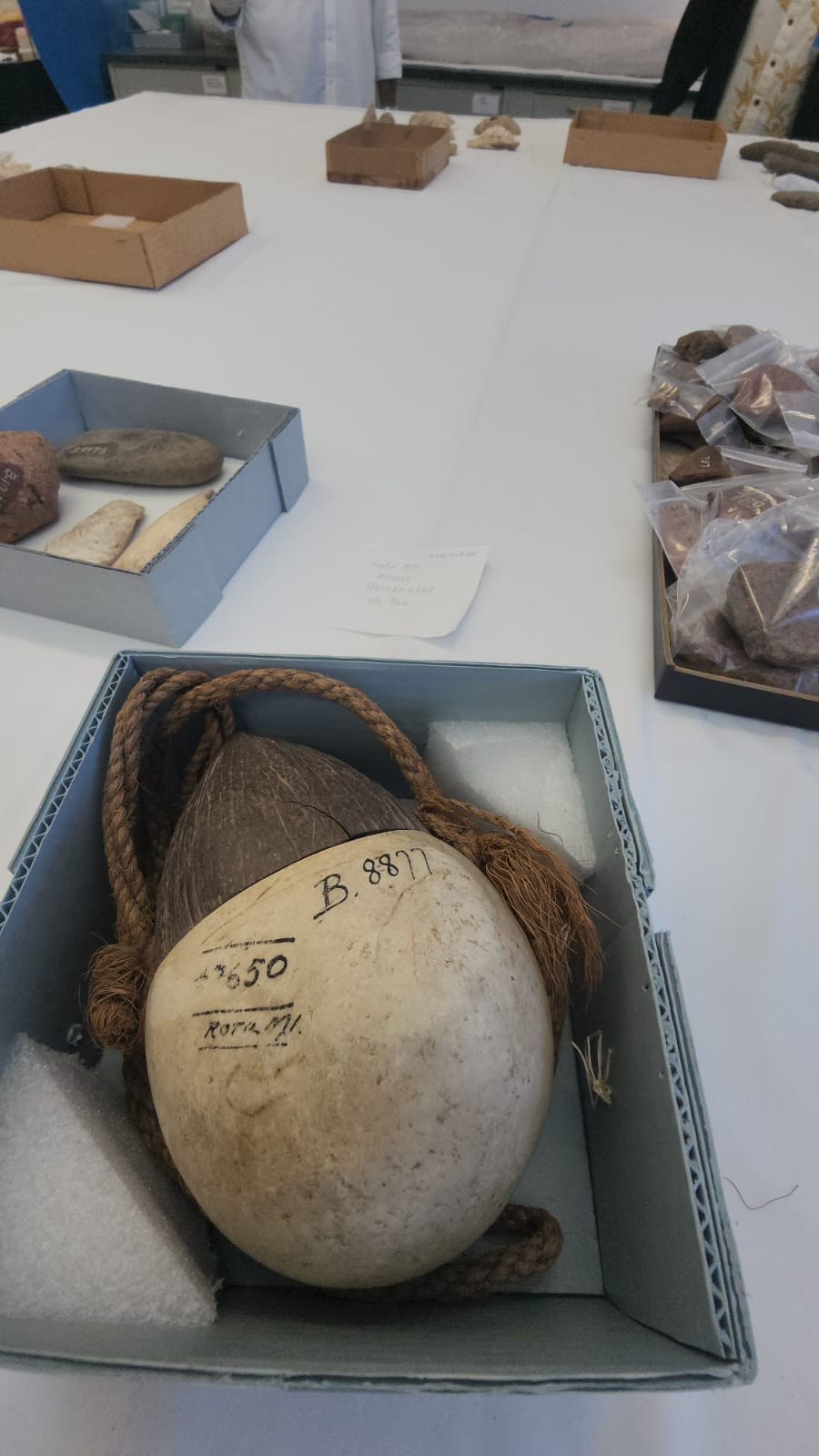 A “poio” from the Hornbostel Collection. It held bait in the stone basin and was allowed to sink into the ocean.