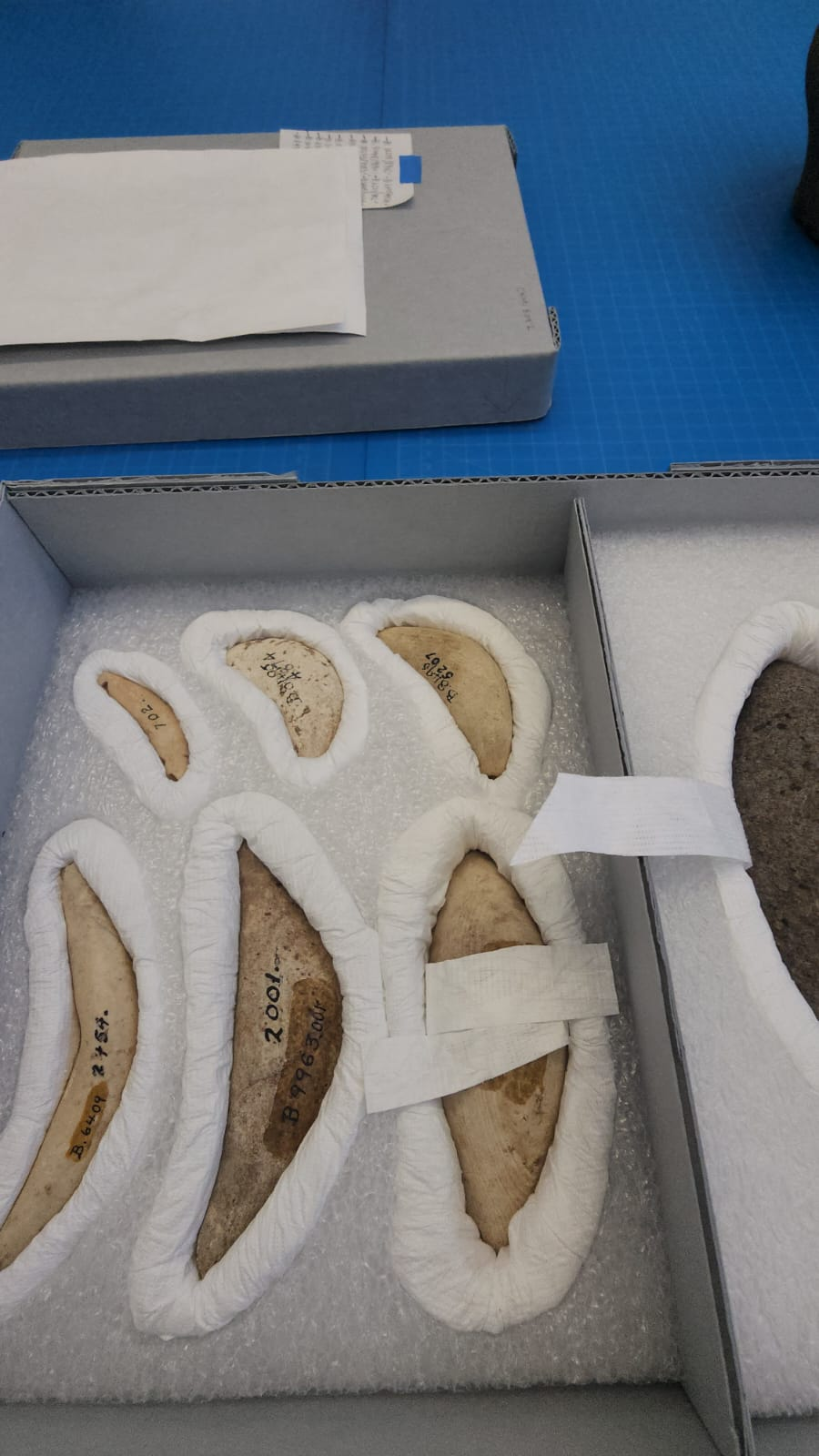 Sinahi in the Hornbostel Collection.