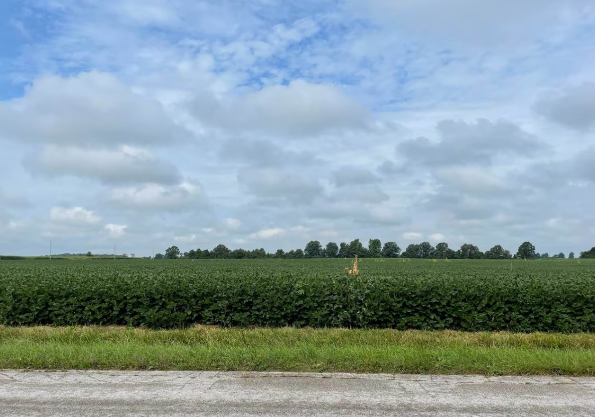 General view of a soybean field in Wyandot County, Ohio, Aug. 16, 2021.REUTERS