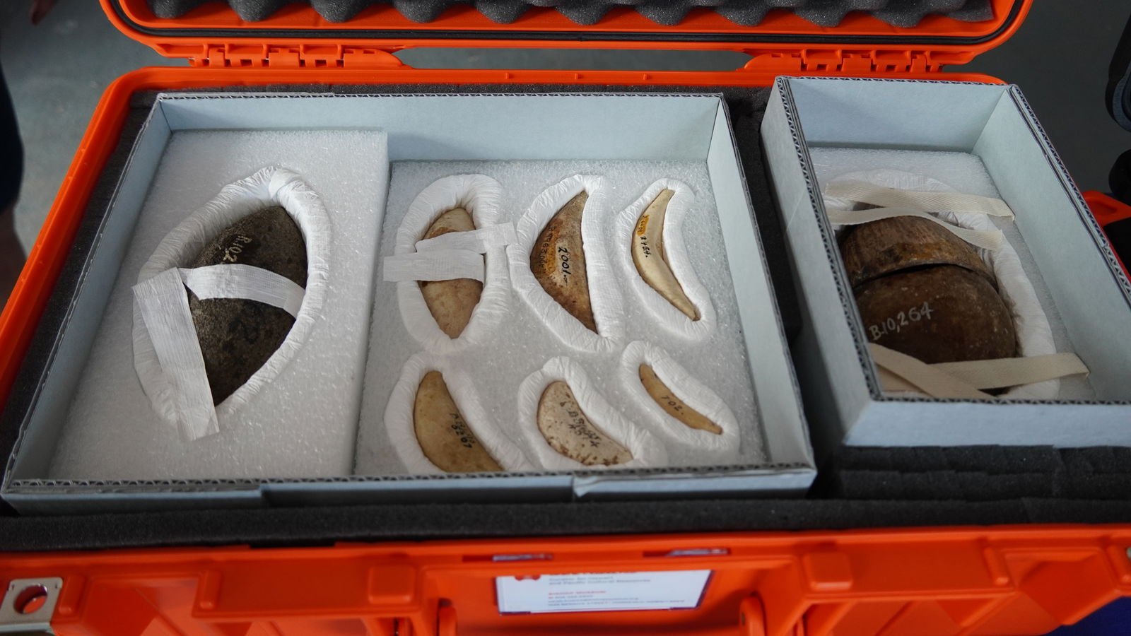 The oversized slingstone photographed here is much larger and heavier than most examples found around the Marianas. It is also carved from basalt. The “poio,” at right, a chumming device used by ancient Chamorros, is made of a crystal-like material.