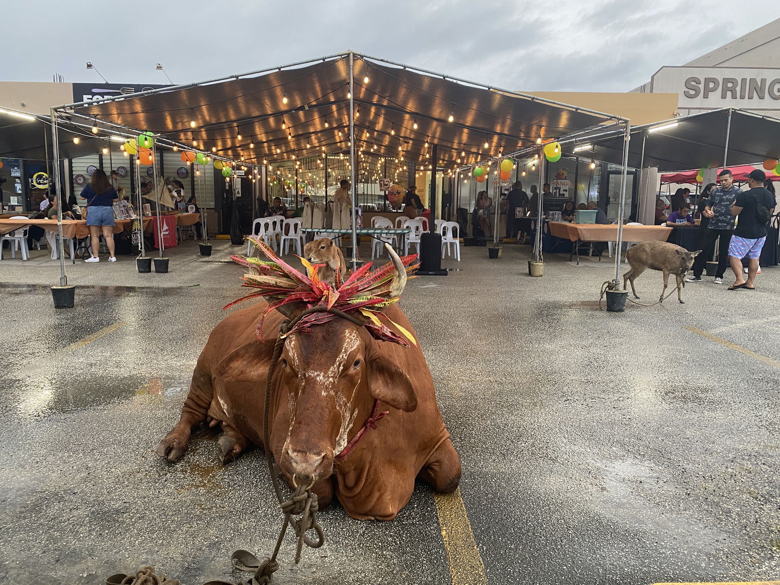 Local rancher Eusebio Borja brought a cow, a calf, and a deer to the celebration for guests to take photos with.